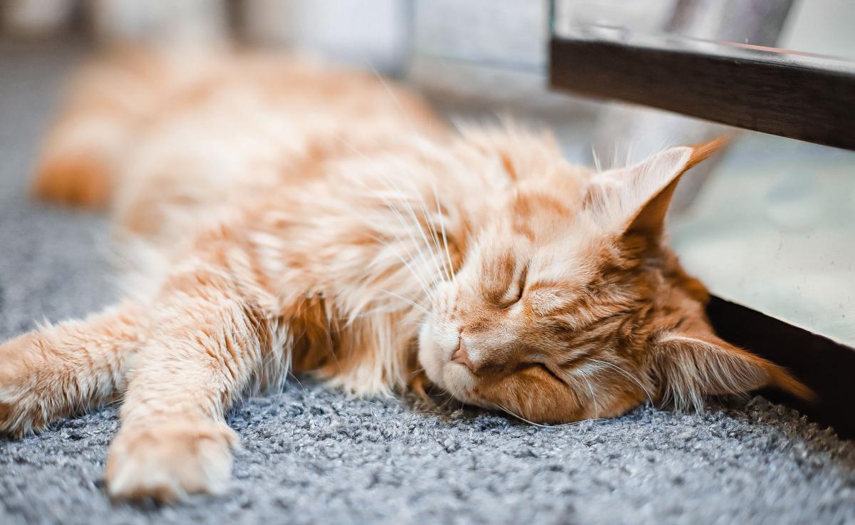 Adenocarcinoma in Cats