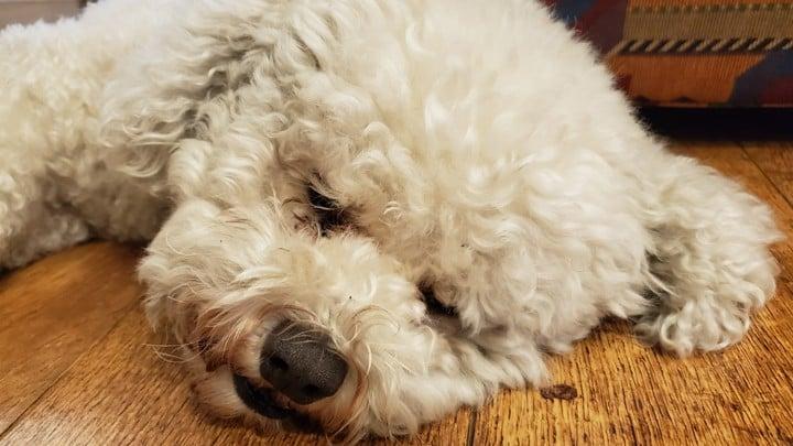 Can A Dog Have Heart Attack​