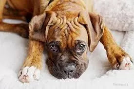 Lymphoma in Dogs
