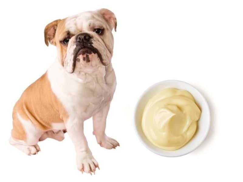 Can Dogs Eat Mayo