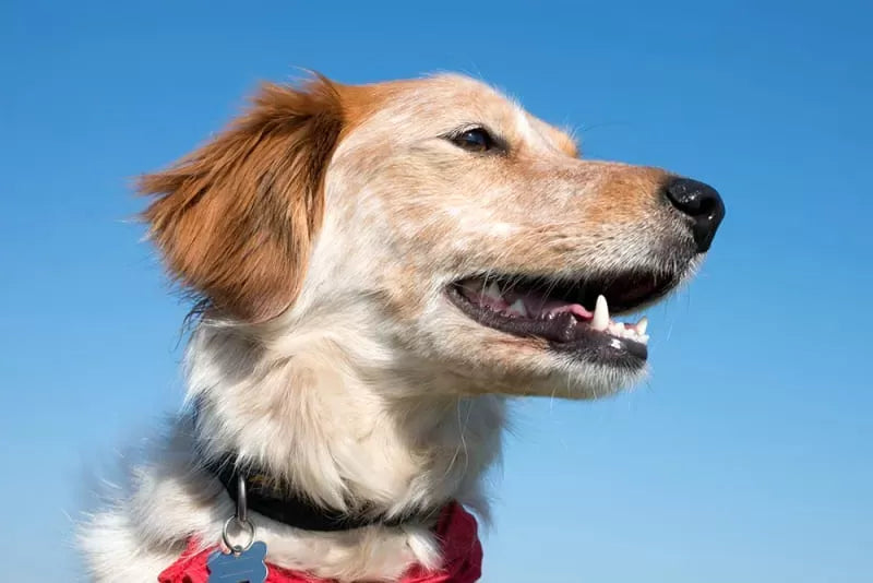 Anaplasmosis in Dogs: Cause, Symptoms and Treatment