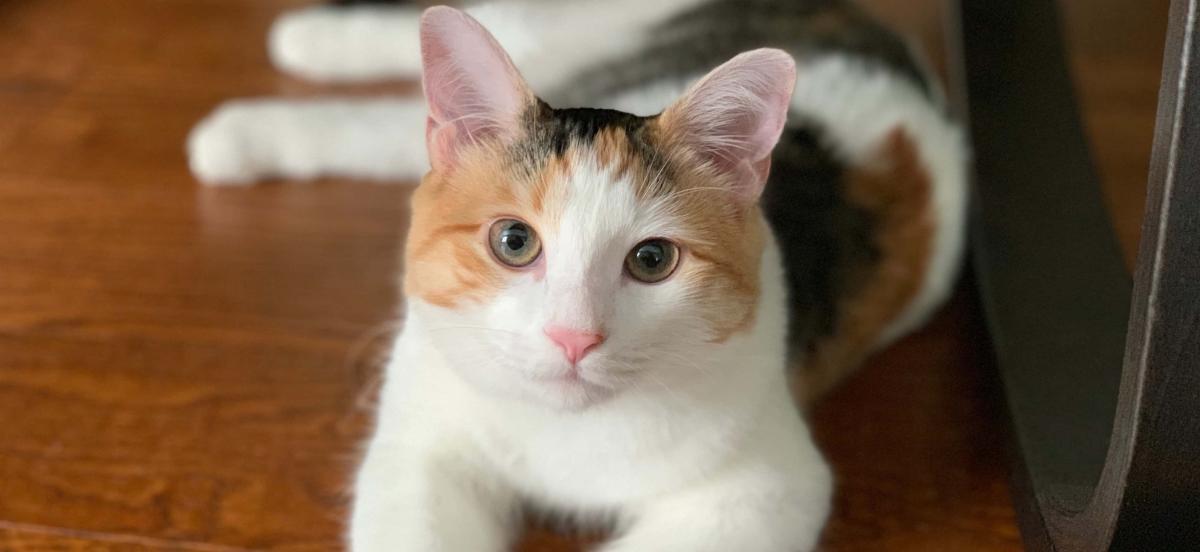 Can Cats Take Milk Thistle​