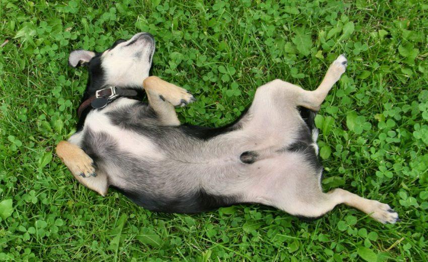 Small Lump in Dogs Testicles​