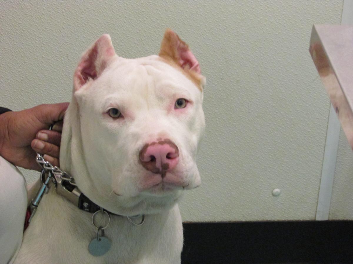 Pitbull Ear Cropping: A Comprehensive Guide to Purpose, Procedure, and Care