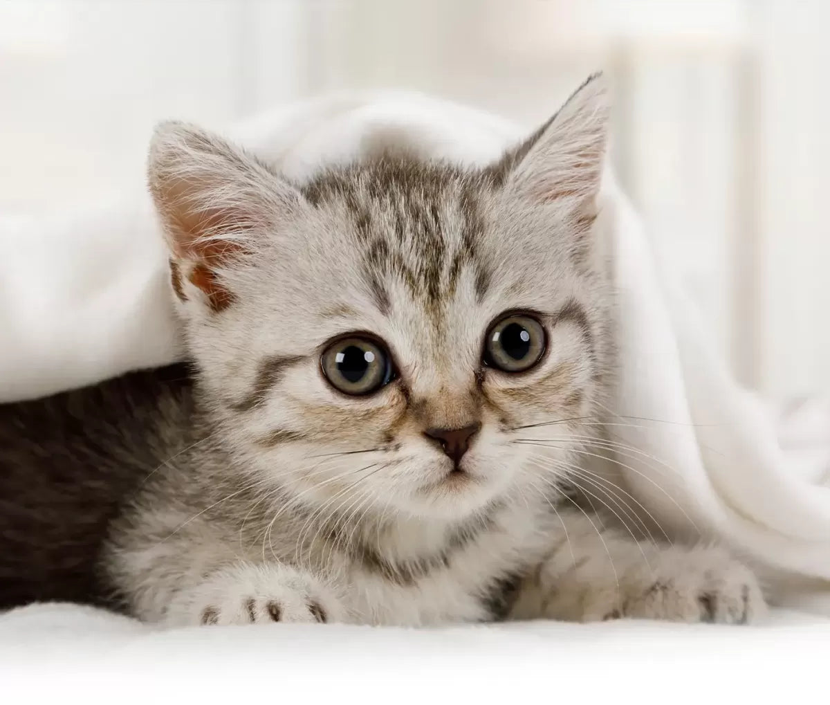 Chlamydia in Cats