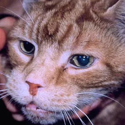 Acromegaly in Cats: Understanding the Rare Feline Disorder