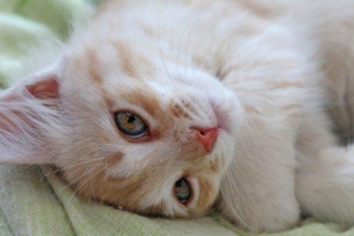Signs A Cat Is Dying of Liver Failure