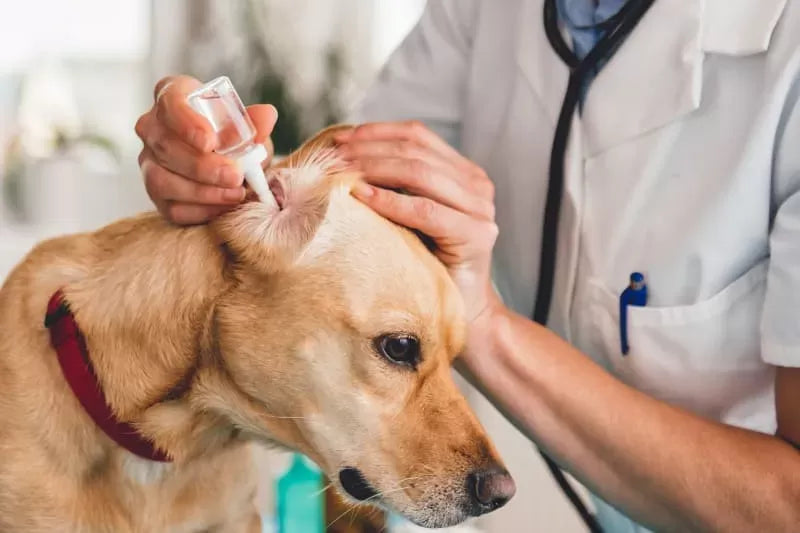 Understanding and Managing Dog Ear Infection