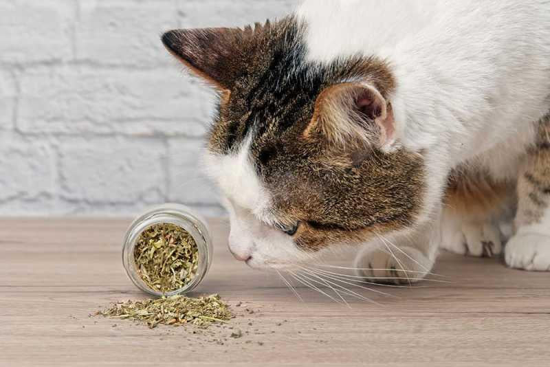 Can Cats Overdose on Catnip