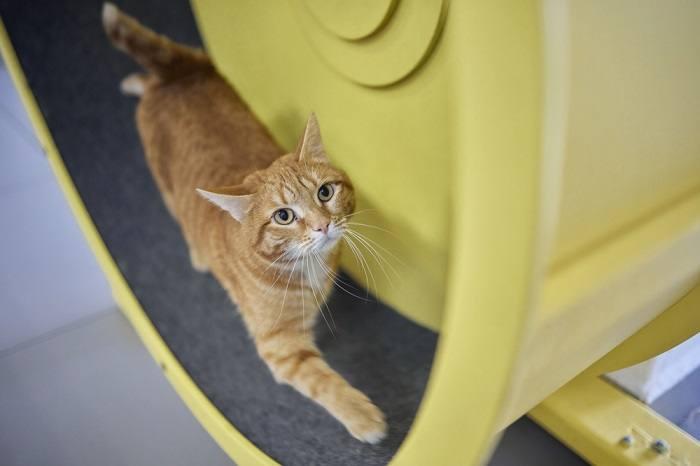 Can Cats Take Cosequin