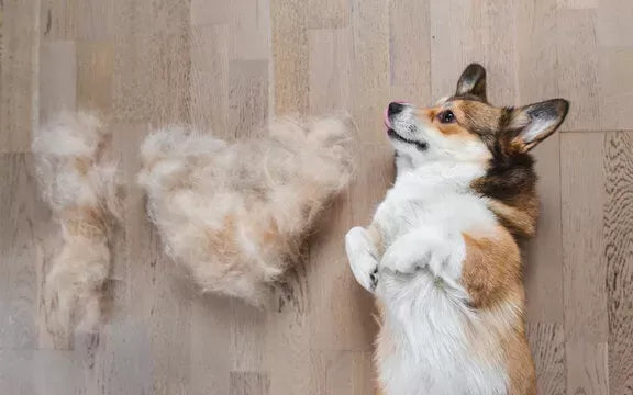 My Dog Sounds Like He Has A Hairball