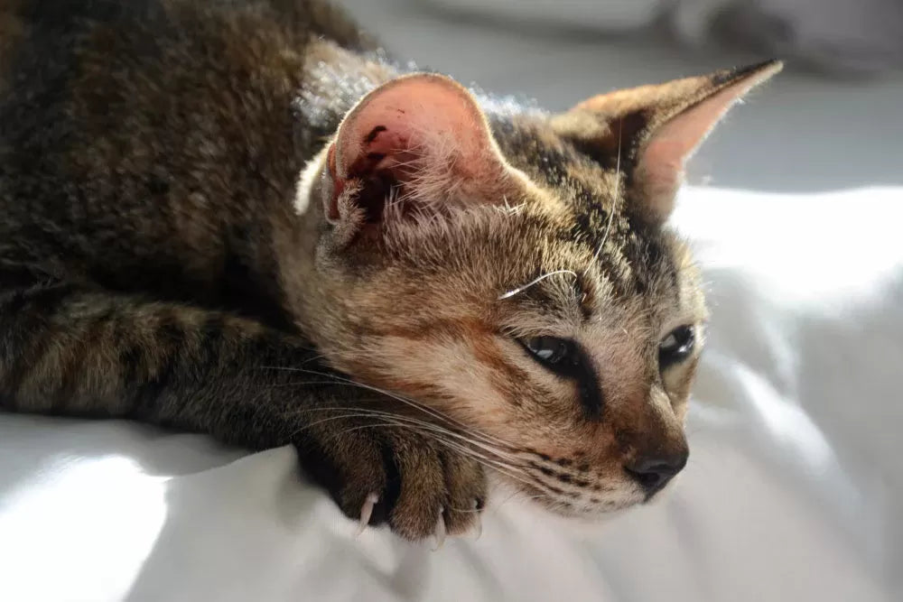 Do Cats Grieve​