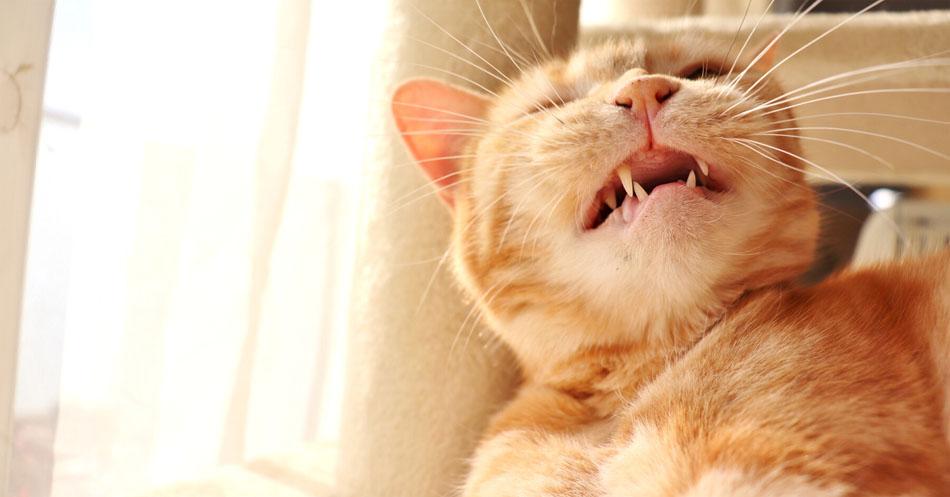 My Cat Sounds Congested When Breathing