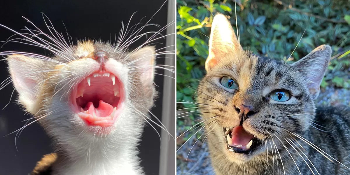 Kitten Losing Teeth At 6 Months:What to Expect and How to Help