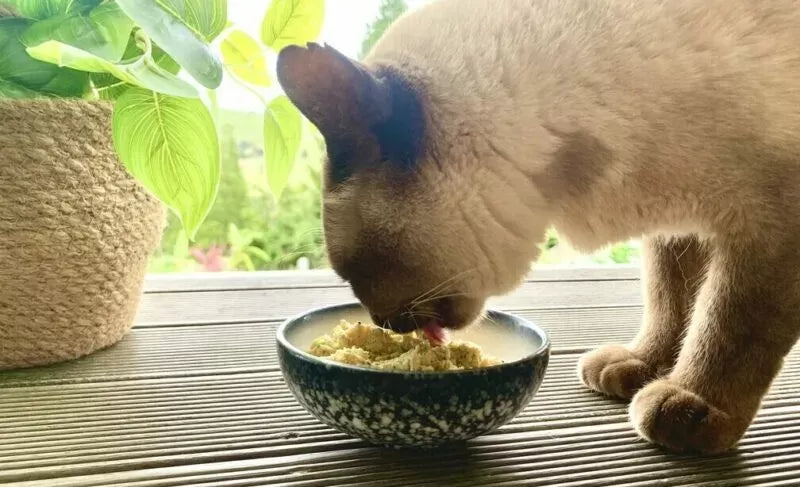 Homemade Cat Food