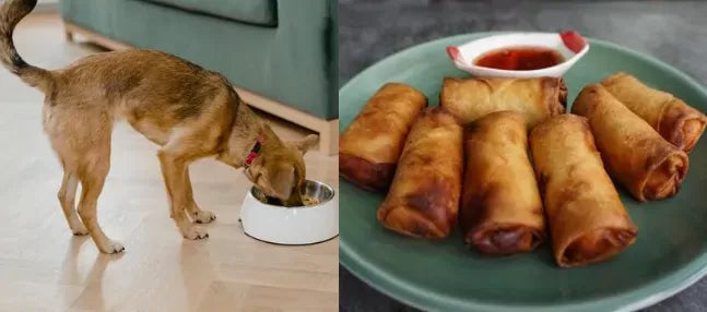 Can Dogs Eat Egg Rolls