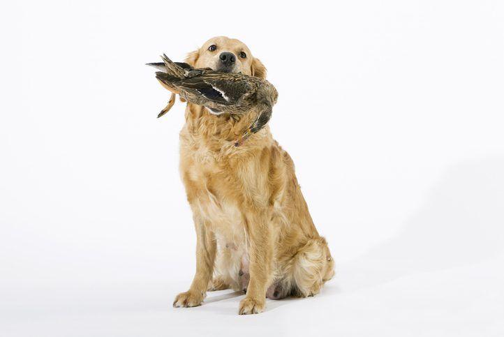 Can Dogs Get Bird Flu​
