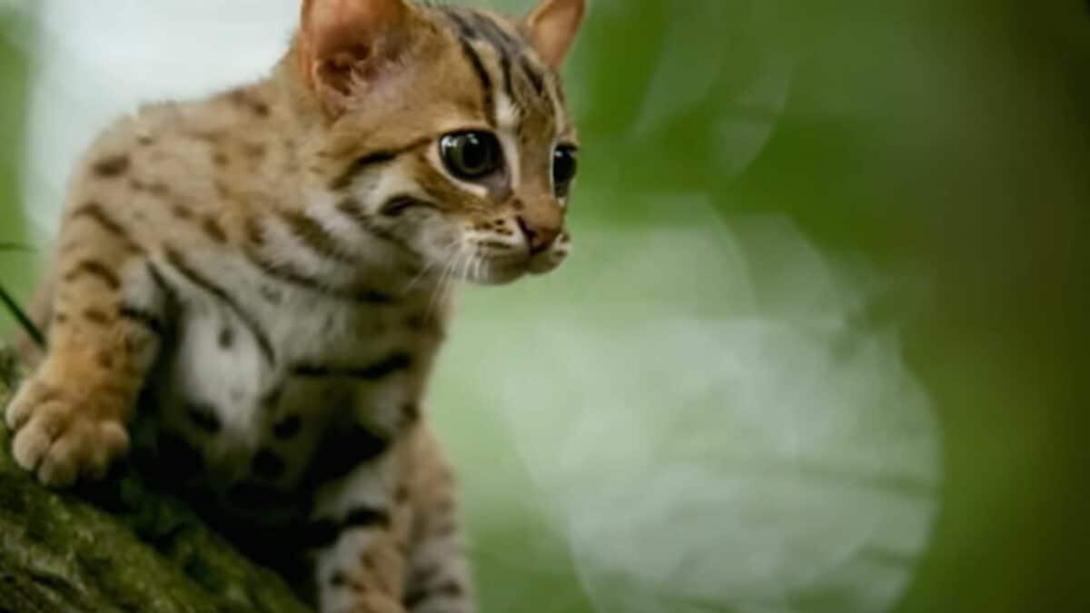 Smallest Cat in the World​: The Ultimate Guide to Tiny Feline Breeds