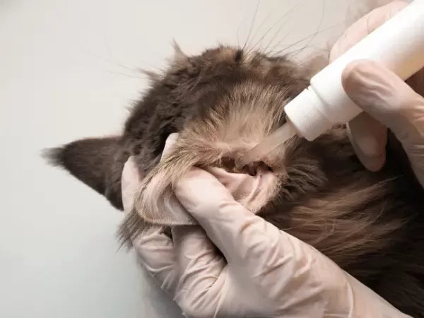 Can I Clean My Cats Ears with Water