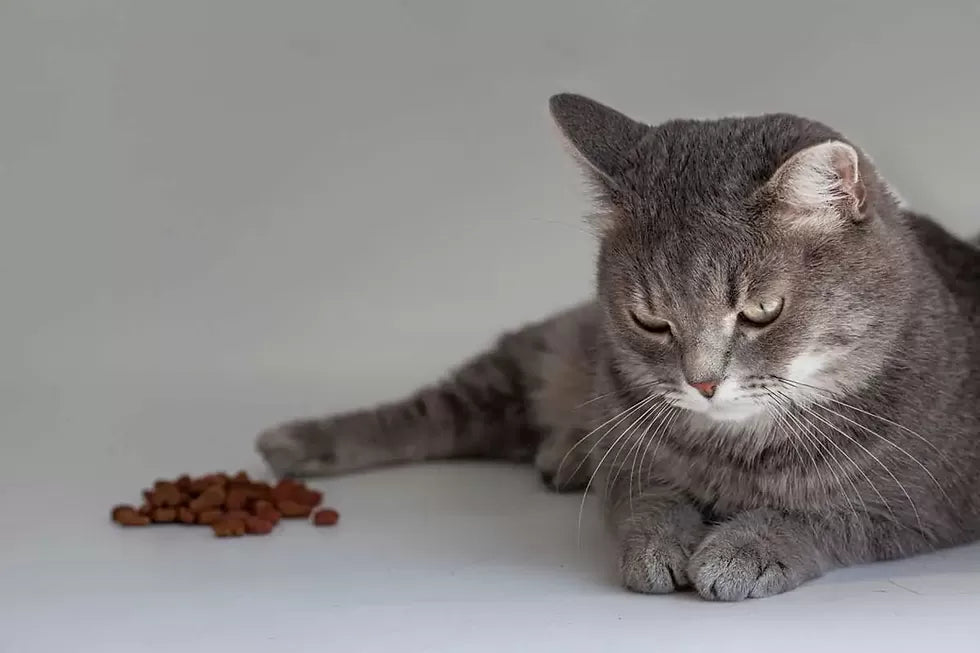 What to Feed A Cat with Pancreatitis