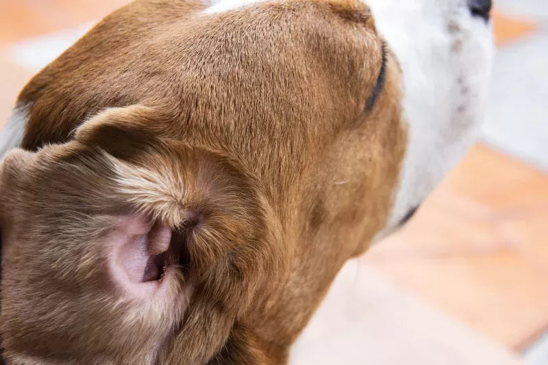 Exploring Dog Inner Ear Infection Symptoms