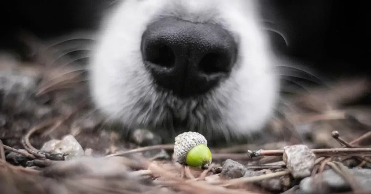 Are Acorns Bad for Dogs