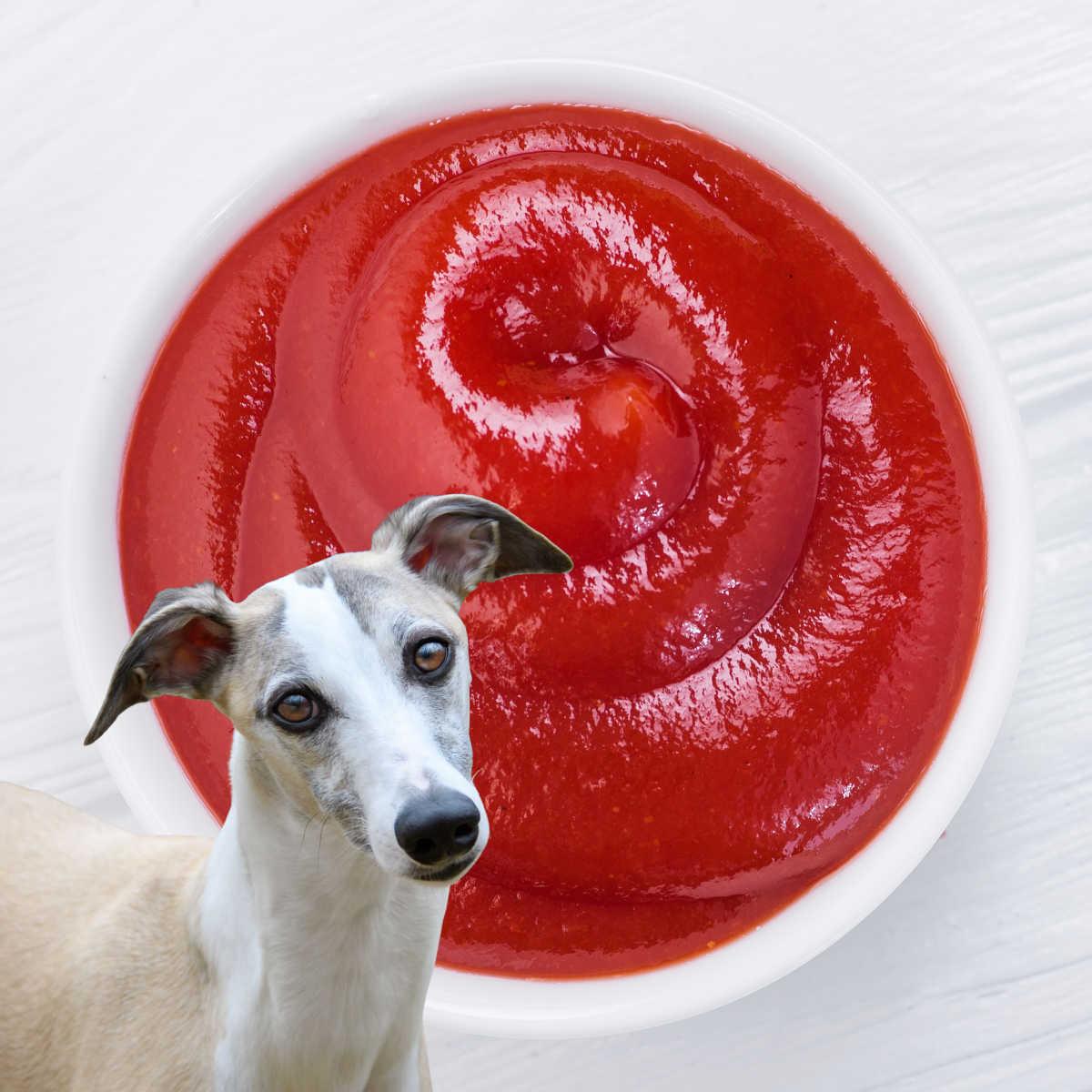 Can Dogs Eat Ketchup