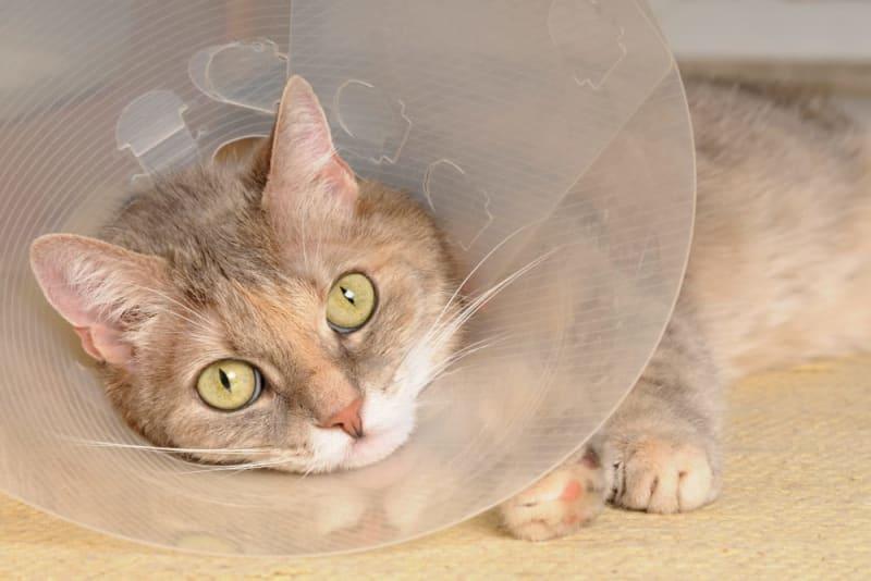 Taking Care of Stitches in Cat​