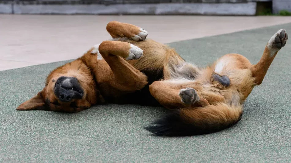 Epididymitis in Dogs