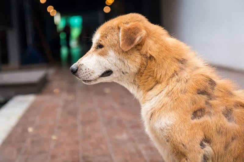 Bald Spots on Dogs​ 2025