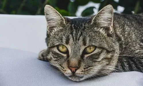 Toxicity in Cats Symptoms