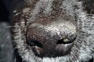 Dog Dry Nose: Causes, Concerns, and Care