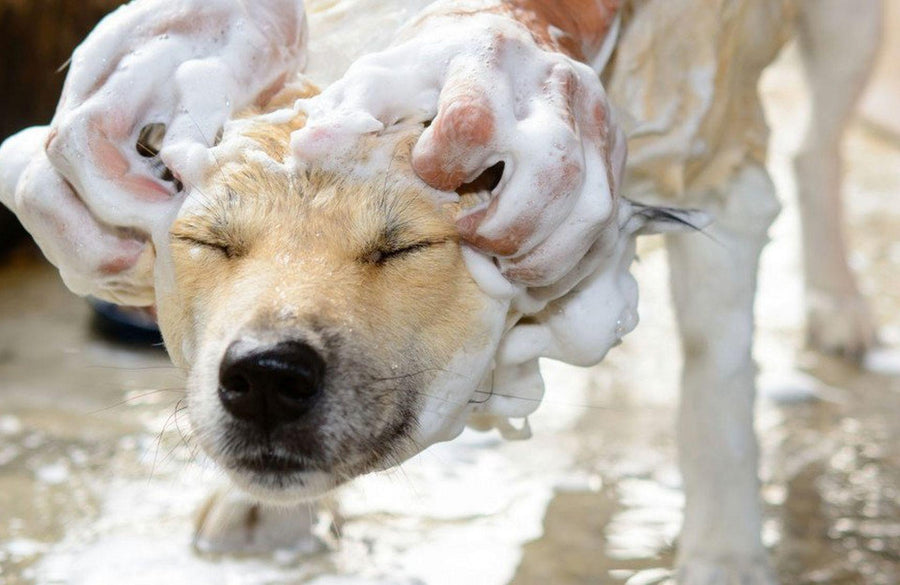 Grooming Mistakes That Can Lead to Hot Spots on Dogs