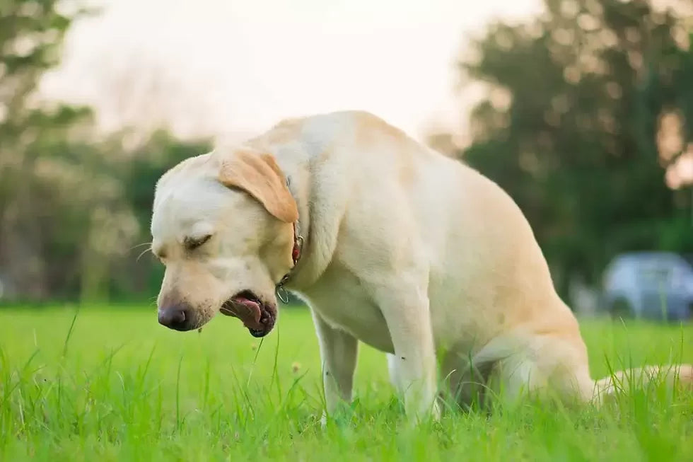 Dog Heimlich