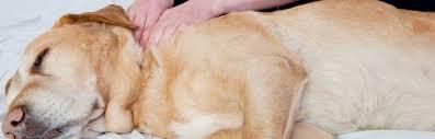 Understanding Spondylosis in Dogs: Symptoms, Treatment, and Care