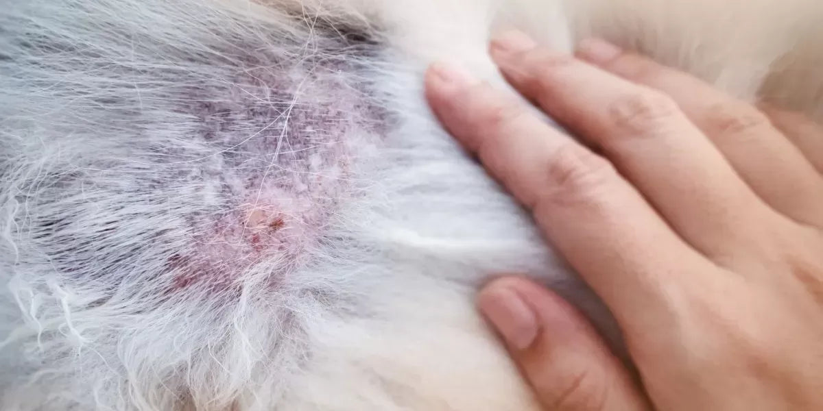 Understanding Folliculitis in Dogs