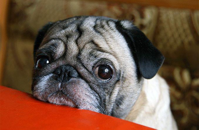 Dry Eye in Dogs