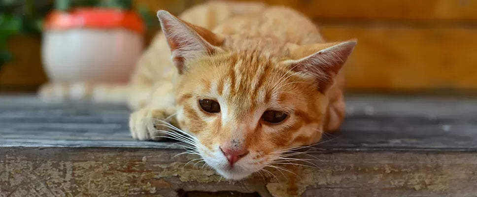 Understanding Cat Sunken Eyes: Causes, Symptoms, and Treatment