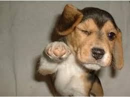 Why Do Dogs Wink