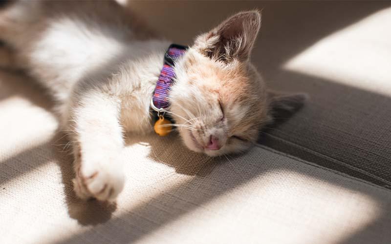 Summer Care for Your Cat's Skin: Complete Guide to Prevention and Relief