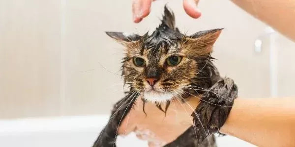 How Often Should You Bathe a Cat