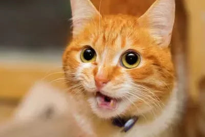 Cat Breathing Heavy: Understanding the Causes and How to Help