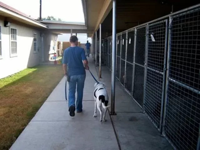 Can You Board a Dog in Heat