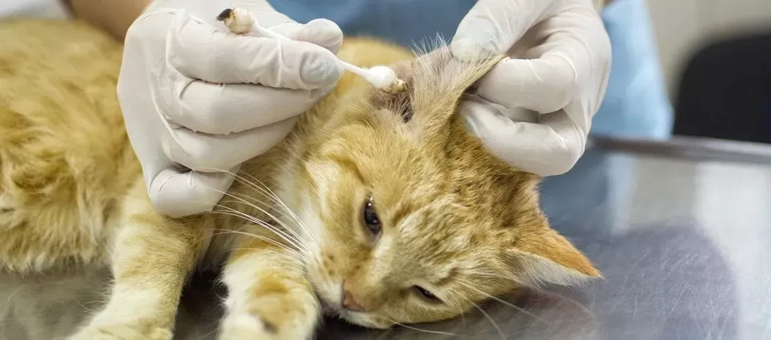 The Silent Threat: Untreated Ear Mites in Cats