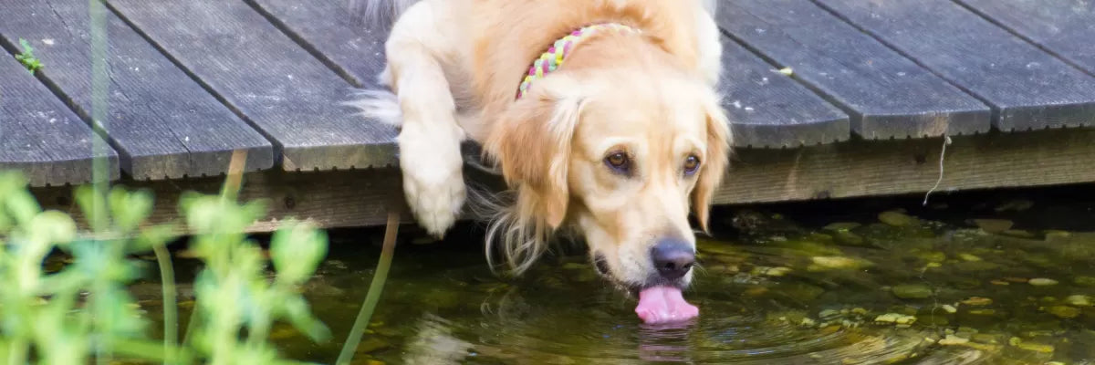Can I Get Giardia From My Dog Licking Me