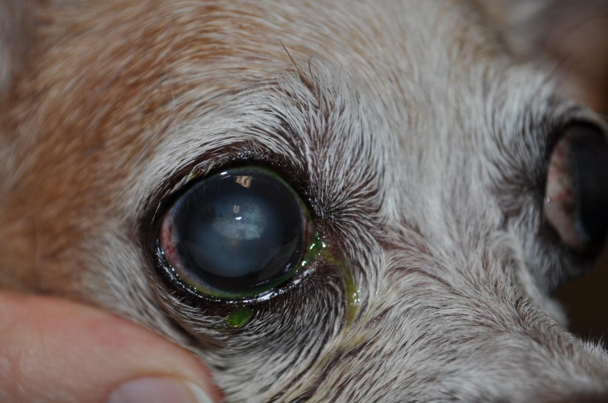 Dog Eye Opaque