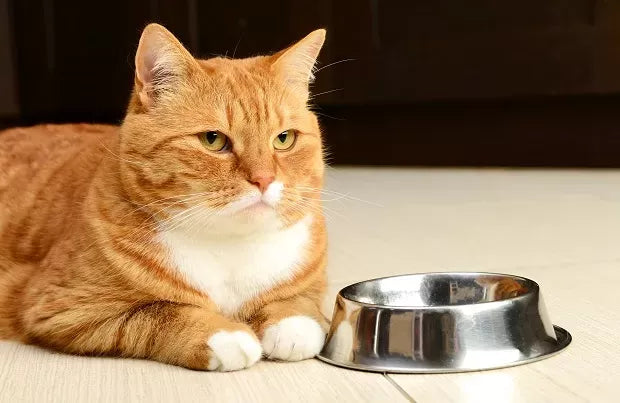 Why Is My Cat Always Hungry