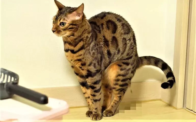 Why is My Cat Pooping Outside the Litter Box
