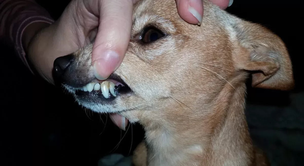 Do Dogs Regrow Teeth