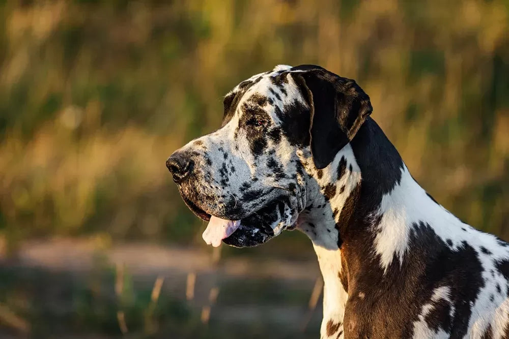 Unveiling the Truth Behind Great Dane Coat Care